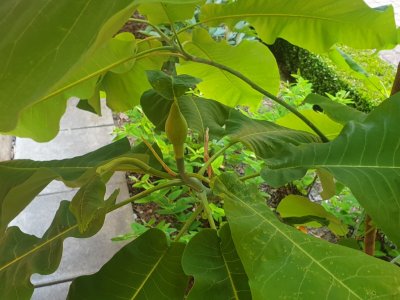 Magnolia macrophylla šácholan velkolistý 